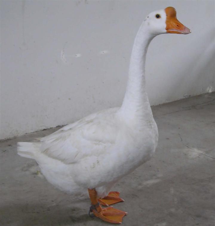 ݰ׶
