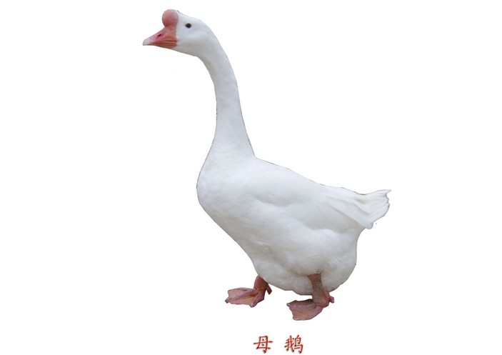 ݰ׶