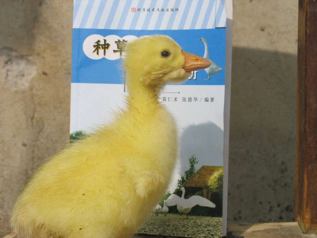 ĸ׶